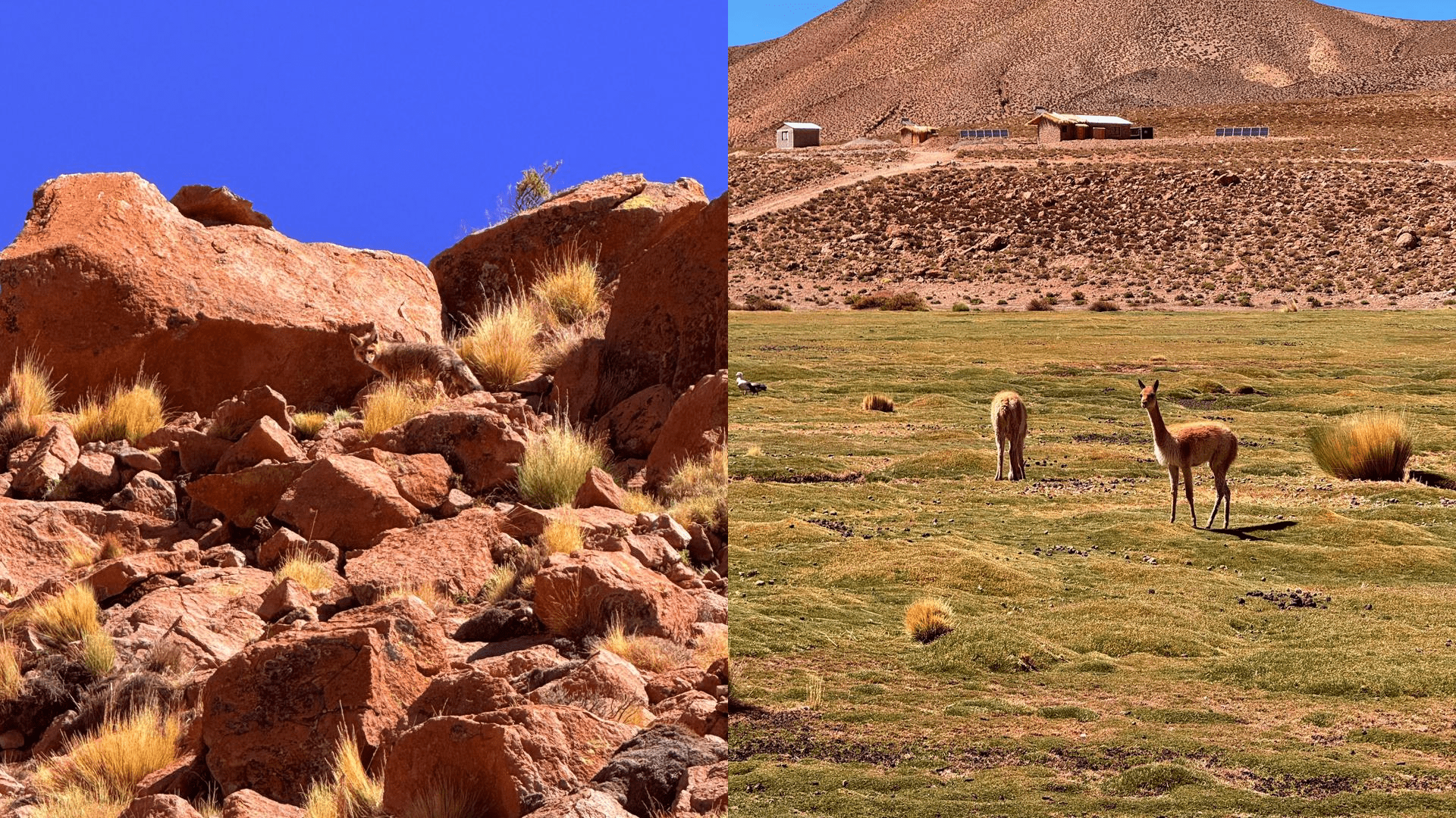Fauna do deserto